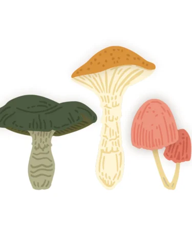 Alternative view of HONEY BEE -Lovely Layers: Mushroom - Honey Cuts