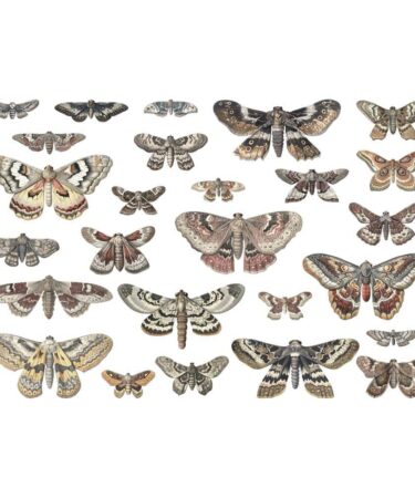 Alternative view of Tim Holtz Idea-ology - Transparencies, Moths